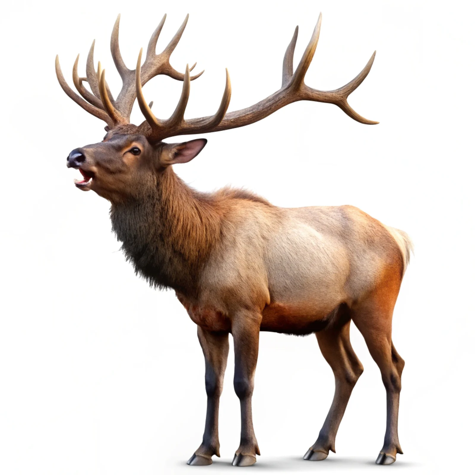 Full-Body Elk Bugling - Isolated PSD