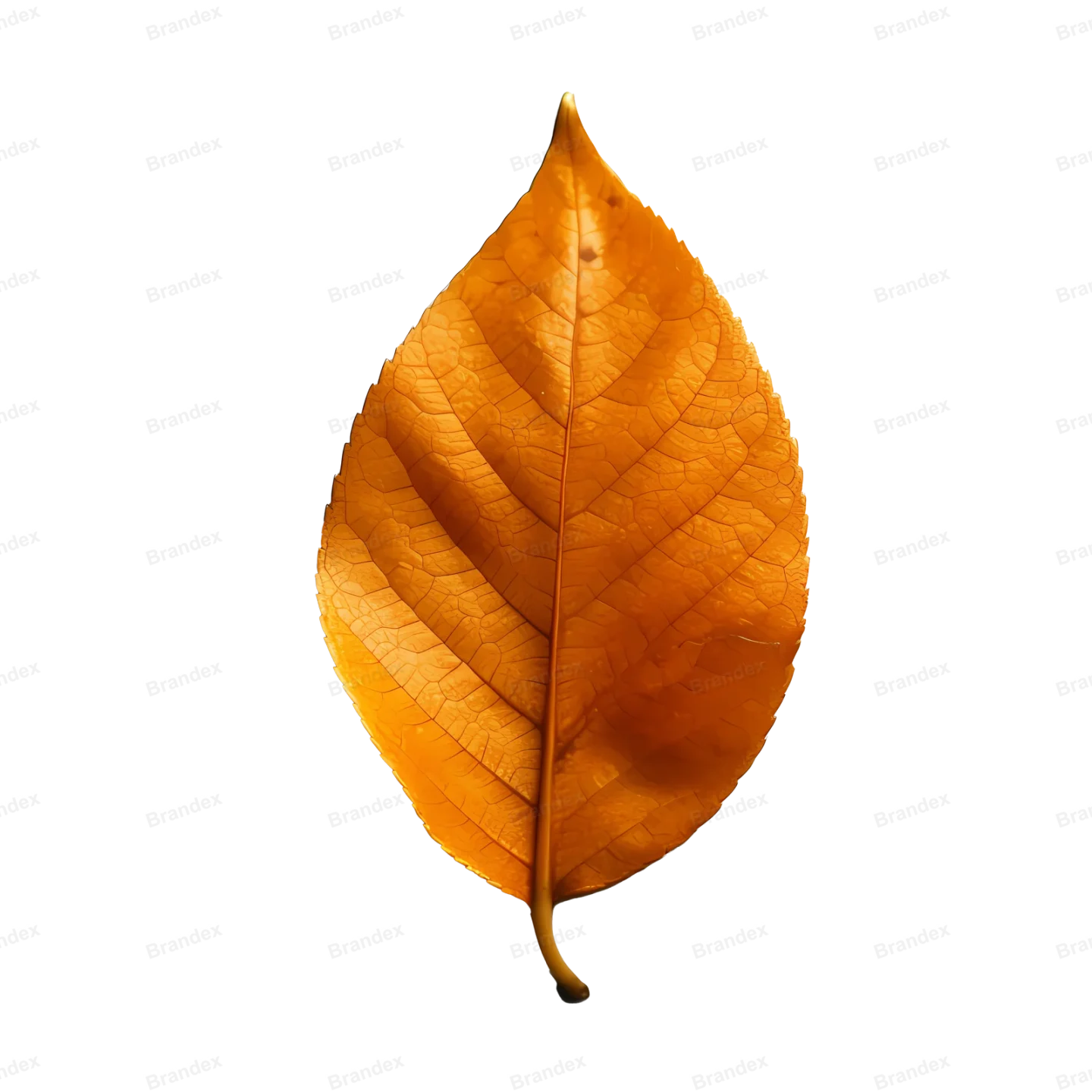 Vibrant Orange Leaf - Isolated PSD with High Resolution